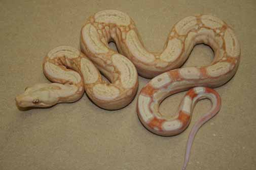 Boa Constrictors